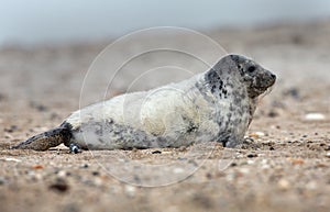 Young grey seal