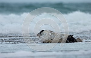 Young grey seal