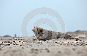 Young grey seal