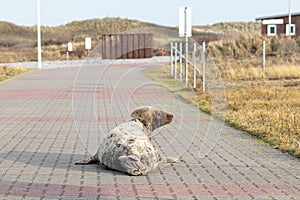 A young grey seal has its new velvety fur and lies stretched out on a path, lifting its head.