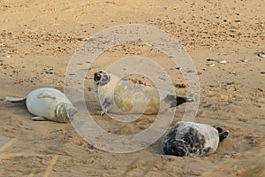 Young Grey Seal Pups