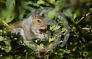 A young Grey Squirrel Scirius carolinensis eating a red rose hip in a tree.