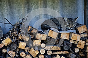 Young grey tabby cat with closed eyes curl up sleeping atop stack of firewoods