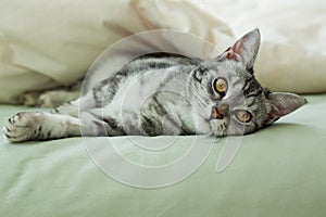 Young grey tabby cat resting on bed