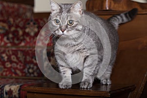 Young Grey Tabby In Home Indoor