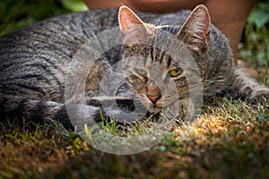 Young grey tabbycat is lying in the grass and looks a bit annoyed