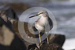 Young grey-tailed tattler which stands on a rock by