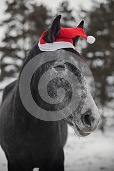 Young grey trakehner mare horse in red cap