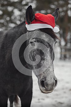 Young grey trakehner mare horse in red cap