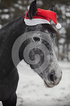 Young grey trakehner mare horse in red cap