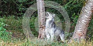 Young Grey Wolf