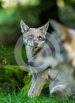 Young Grey Wolf in the forest