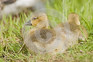 Young greylag