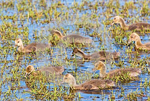 Young Greylag Goose goslings in a pond