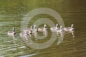 Young Greylag goslings swimming