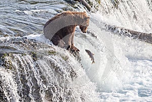 Young grizzly bear sits at Brooks Falls and watches a salmon jumping out of reach in Katmai, AK