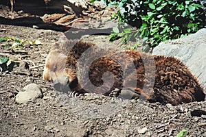 A Young Grizzly Bear Sleeping