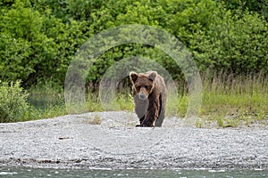 Young Grizzly at Crescent Lake, Alaska, US