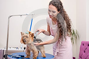 Young groomer in apron trimming cute furry dog in pet salon