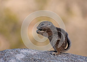 Young ground squirrel