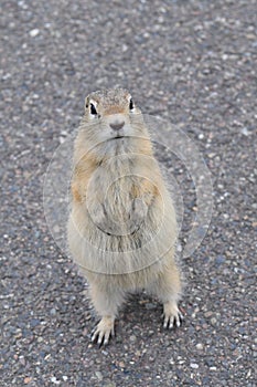 A young ground squirrel is standing on the ground