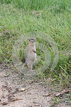 A young ground squirrel is standing on the ground