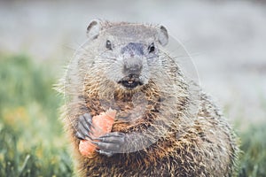 Young Groundhog Marmota Monax with carrot in hands