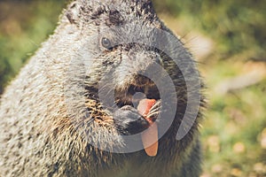 Young Groundhog, Marmota Monax,munches on a carrot in vintage setting