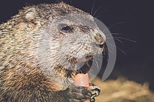 Young Groundhog, Marmota Monax,munches on a carrot in vintage setting