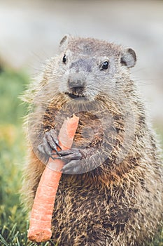 Young Groundhog Marmota Monax standing