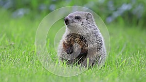 Young groundhog stands in green grass on spring morning moving mouth