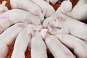 Young group piglet feeding