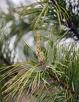 Young growing apical shoot or candle on branch of Siberian pine or cedar photo