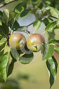 Young growing apples