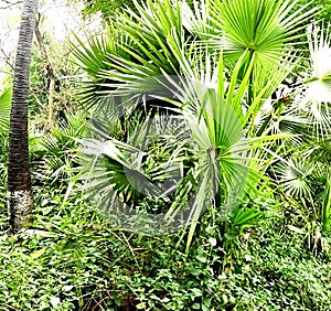 Young growing of Borassus flabellifer tree