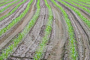 Young growing corn trees