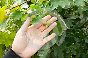 Young growing green acorns in the hand of  caucasian woman against the background of the leaves of an oak tree