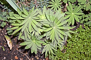 young growing green lupinus plant in spring