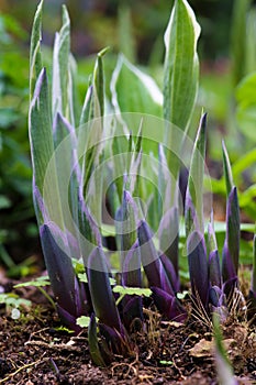 Young growing Hosta plants early Spring