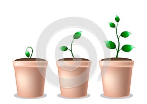 Young growing plant in a pot