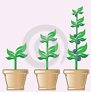 Young Growing Plant vector in a pot