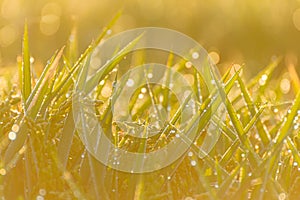 Young growing rice with water drops