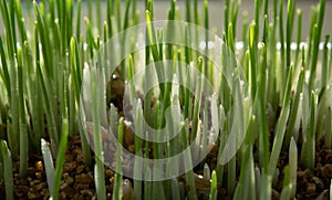 Young growing sprouts of cat grass, Dactylis glomerata, close up