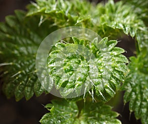 Young growing stinging nettle