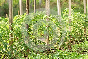 Young growing tomato plants tied to wood supporting stakes