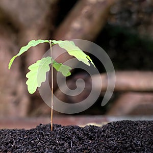 Young growing tree