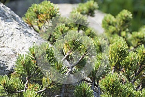 Young growth of mountain pine Pinus mugo on the rock