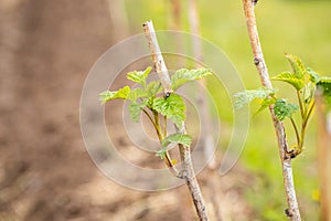 Young Growth Of Raspberries With Leaves In Garden In Springtime
