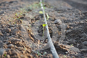 Young growth seedling plants on soil grow sprout with system water drop in The farm. Agriculture concept