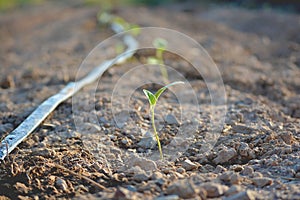 Young growth seedling plants on soil grow sprout with system water drop in The farm. Agriculture concept